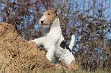 FOX TERRIER 412